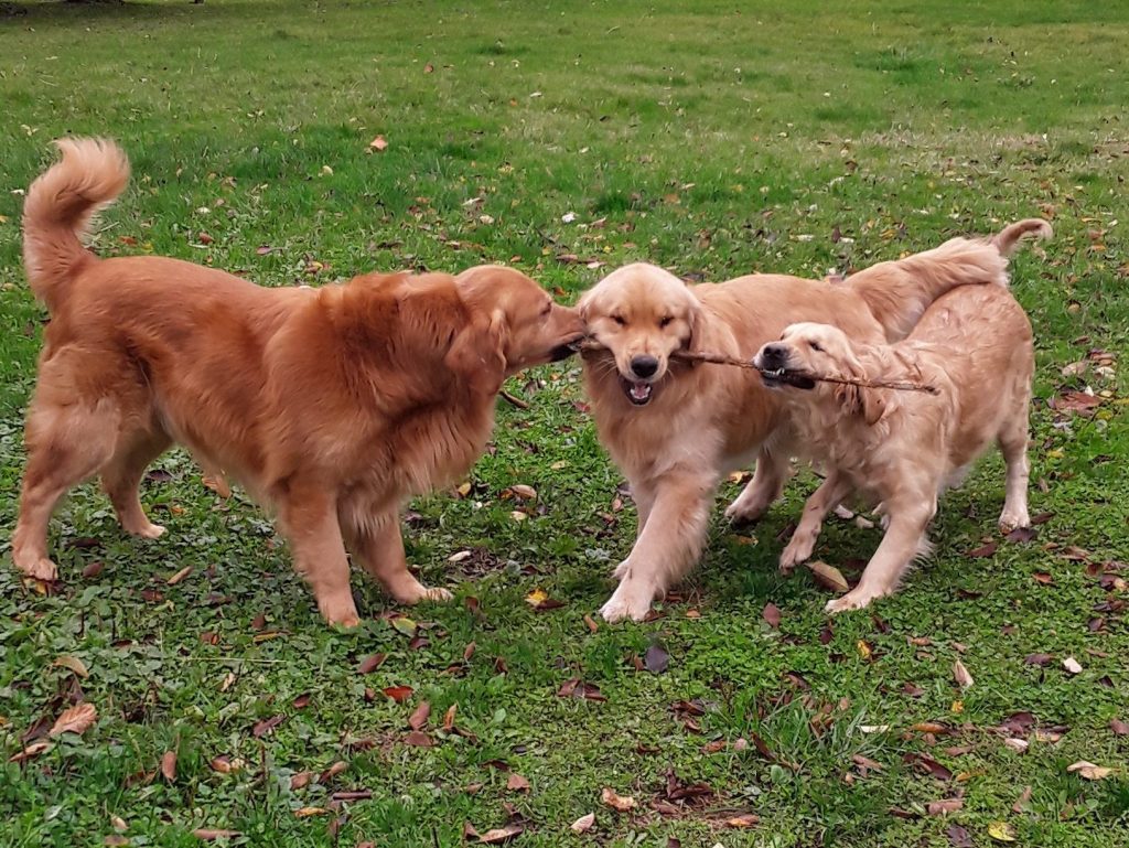 Golden Retrievers love to play and are a high-energy breed. 