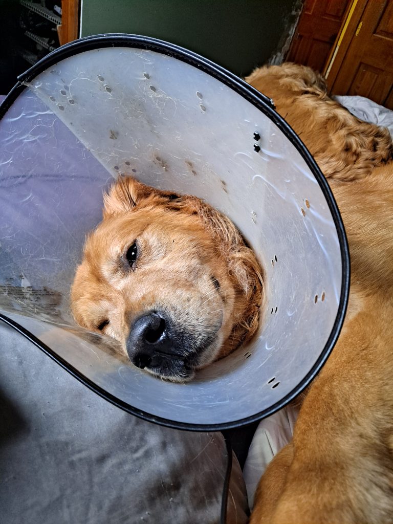 The Golden Retrievers long double coat needs constant attention.