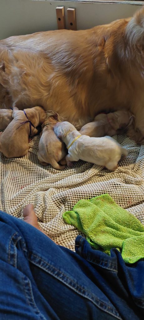 Gripper pads help give puppies needed traction so their joints grow properly. 