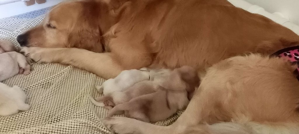 Khaleesi put in some hard work and now gets to relax with her beautiful babies