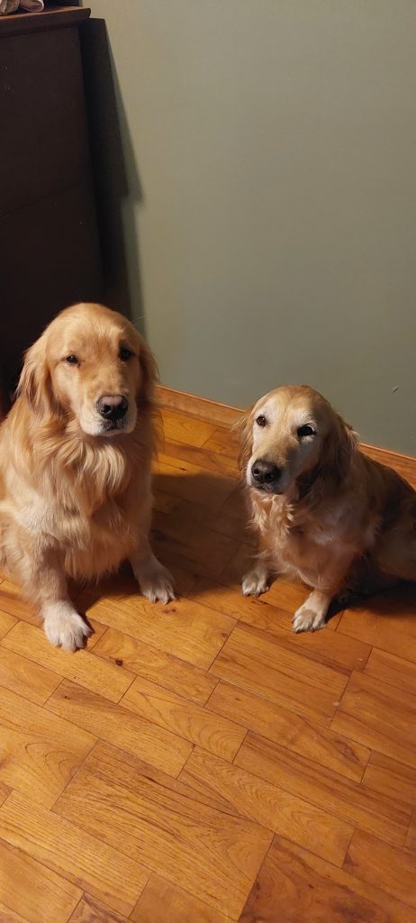 Salem and Khaleesi posing for a pre-puppy photo