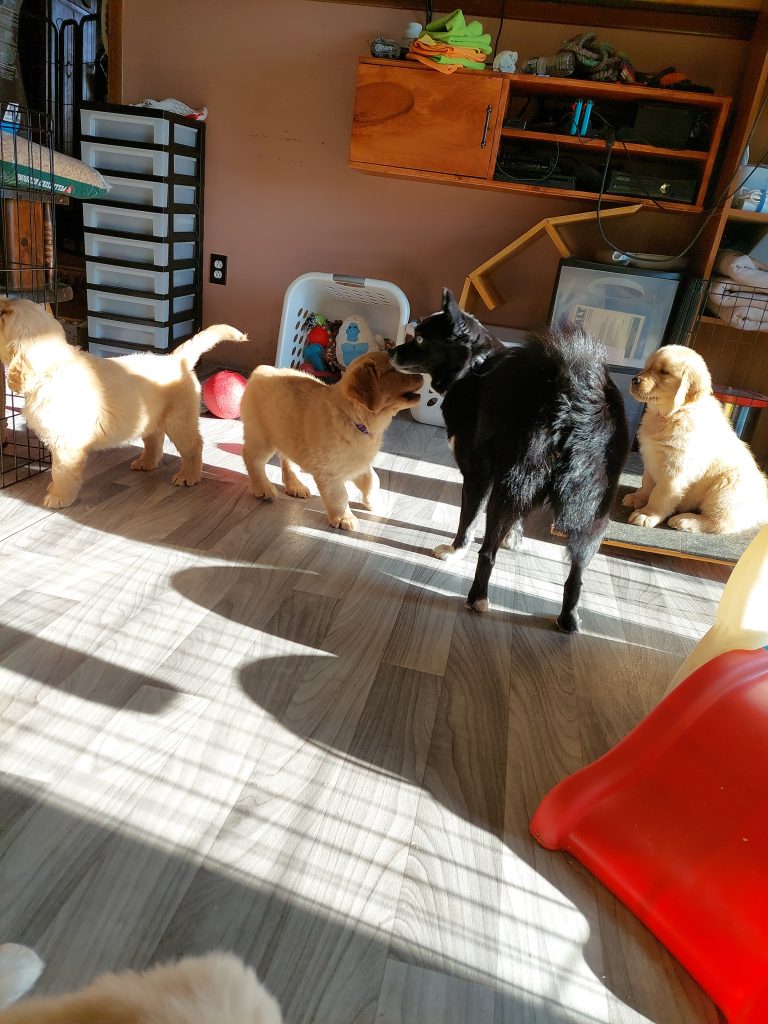 Puppies need to meet other dogs in a safe supervised environment.